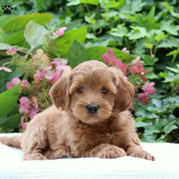 Demi F1B, Mini Goldendoodle Puppy